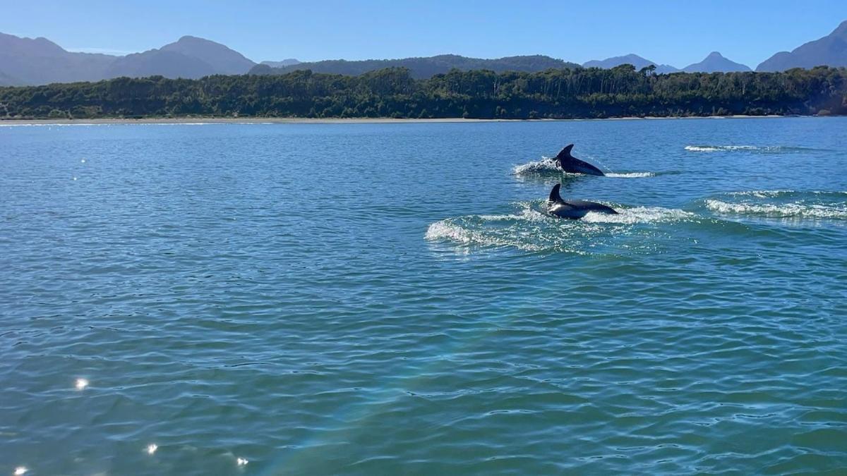 En Selva Patagonica, Cerca Del Pueblo Puerto Raul Marin Balmaceda