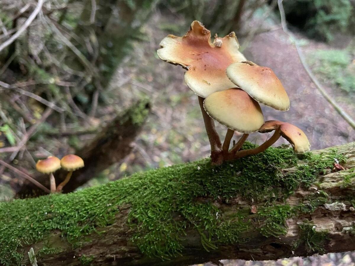 Pousada En Selva Patagonica, Cerca Del Pueblo Puerto Raul Marin Balmaceda